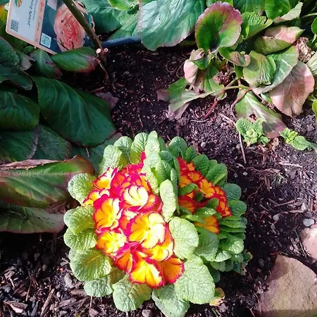 Gaestehaus Brunhilde Wittenweier