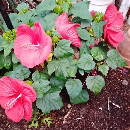 아파트 Gaestehaus Brunhilde