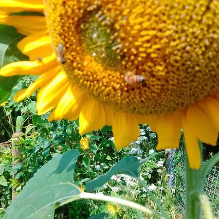 Gaestehaus Brunhilde 아파트 Wittenweier