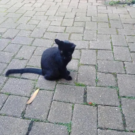 Gaestehaus Brunhilde * Wittenweier