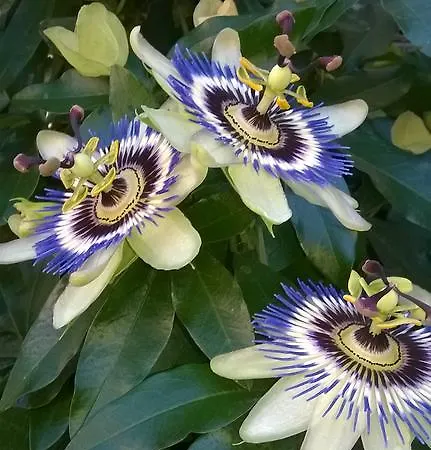 Gaestehaus Brunhilde