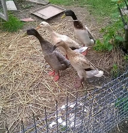 Gaestehaus Brunhilde Wittenweier