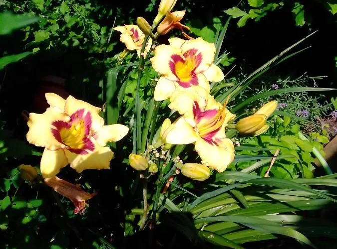 Gaestehaus Brunhilde アパート