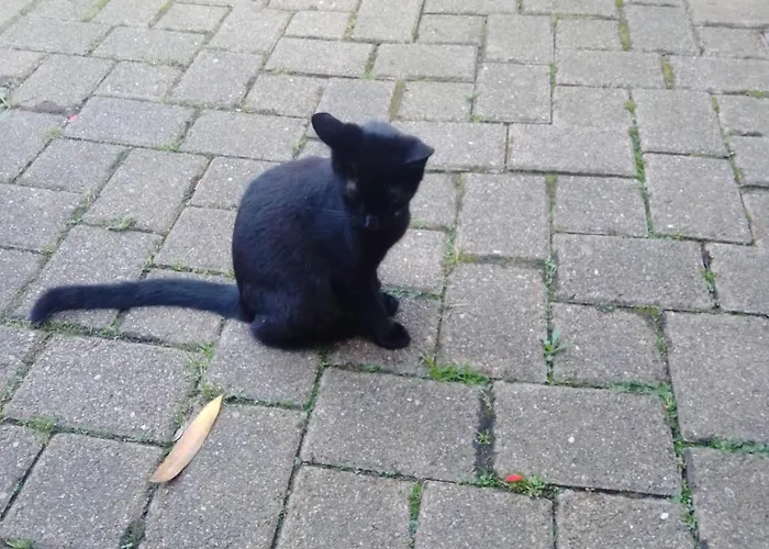 Gaestehaus Brunhilde * Wittenweier