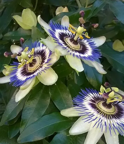 Gaestehaus Brunhilde