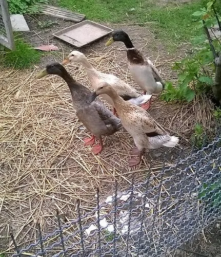 Gaestehaus Brunhilde Wittenweier